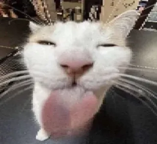🌟 gatto, animale, animale domestico, lingua, divertente, carino telegram sticker