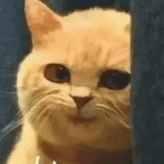 😏 gato, animal, mascota, meme, lindo, gracioso telegram sticker