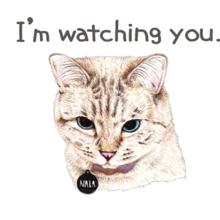 👀 Nala 고양이, 애완동물, 동물, 집고양이, 고양이과, 날라 telegram sticker