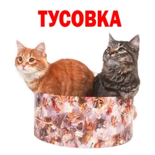 👌 ТУСОВКА gatos, animais, caixa, festa, gatinhos whatsapp sticker