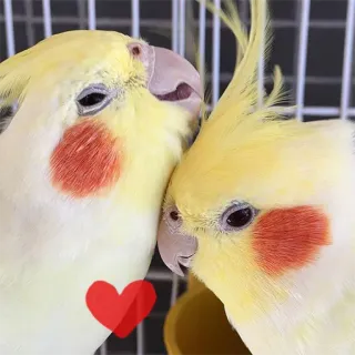 ❤ cockatiel, oiseaux, amour, animaux, animaux de compagnie, coeur telegram sticker