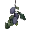 🍇