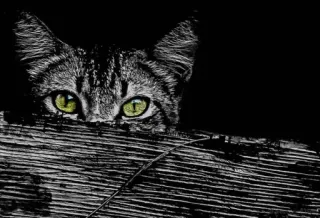 👀 cat, animal, pet, eyes, black and white, feline telegram sticker