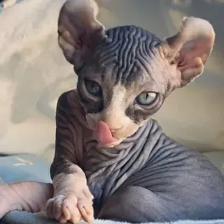 😋 gatto, sphynx, senza pelo, animale domestico, leccare telegram sticker
