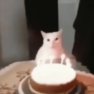 🌟 猫, 誕生日, ケーキ, 動物, 白い猫 whatsapp sticker