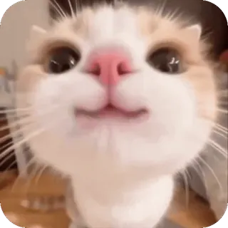 🤩 gatto, gattino, carino, animale, animale domestico, animale domestico, felino telegram sticker