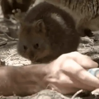 💗 zwierzę, quokka, torbacz, słodkie, dzika przyroda telegram sticker