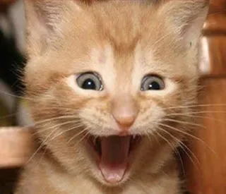 😃 gatto, gattino, animale, animale domestico, gatto soriano arancione, carino telegram sticker
