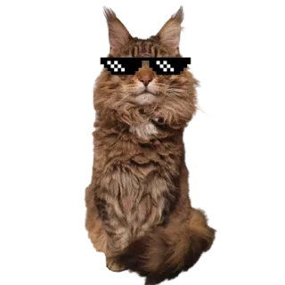 😎 кот, солнцезащитные очки, пиксельный, мем, крутой, животное telegram sticker