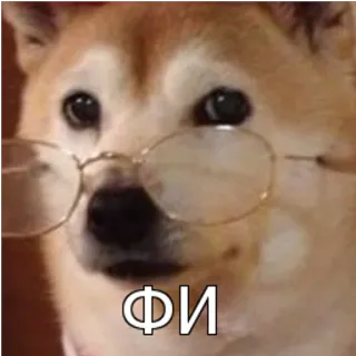 ☹ ФИ chien, lunettes, texte, mème, russe whatsapp sticker