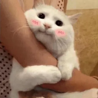 😊 gato, fofo, animal, animal de estimação, animal doméstico, gato branco, rubor telegram sticker