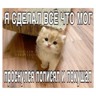 😋 Я СДЕЛАЛ ВСЁ ЧТО МОГ
ПРОСНУЛСЯ ПОПИСЯЛ И ПОКУШАЛ gato, gatinho, meme, russo, engraçado telegram sticker