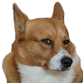 🤨 corgi, dog, animal, pet, meme, suspicious telegram sticker