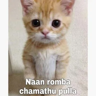😆 Naan romba chamathu pulla gato, gatinho, fofo, animal de estimação, animal telegram sticker