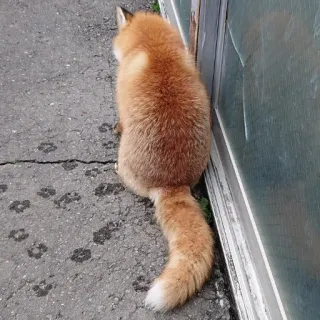 🦊 whatsapp sticker