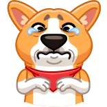 😭 หมา, คอร์กี้, เศร้า, ร้องไห้, น่ารัก, สัตว์ telegram sticker