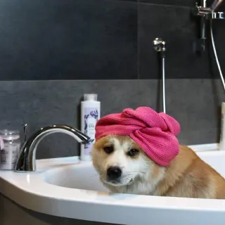 😕 chien, corgi, bain, serviette, rose, mignon, animal de compagnie, adorable telegram sticker