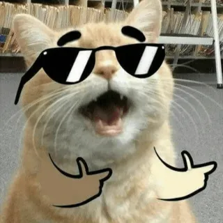 🌿 kat, dier, cool, zonnebril, meme, grappig, gebaar, middelvinger telegram sticker
