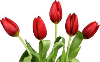🌷 Tulpen, rote Blumen, Frühling, Blumenstrauß, Blumen whatsapp sticker
