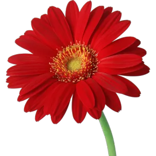 🌸 rote Blume, Gerbera, Blume, Gänseblümchen, Blumenmuster, Pflanze telegram sticker