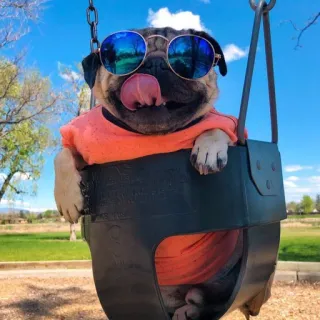 😎 pug telegram sticker