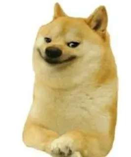 🙂 Doge doge, chó, meme, meme trên mạng, vui nhộn, shiba inu, động vật telegram sticker