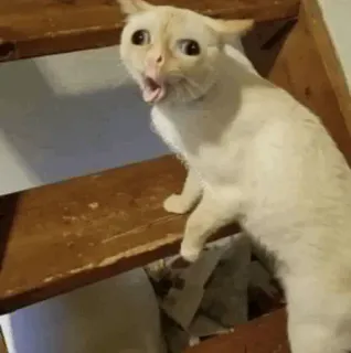 🦁 gato, escadas, animal, animal de estimação, surpreso, engraçado telegram sticker