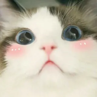 ☺️ แมว, น่ารัก, สัตว์, สัตว์เลี้ยง, ปุย, น่ารัก, มีม whatsapp sticker