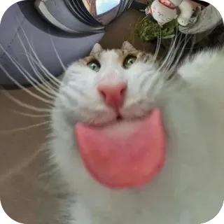 🫥 kot, język, zwierzę, zwierzę domowe, śmieszne, słodkie, domowy telegram sticker