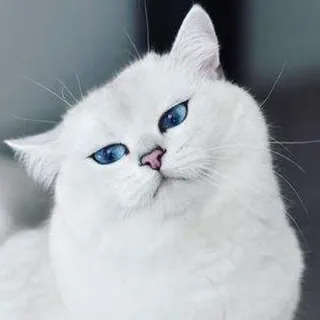 🌙 猫, 白猫, 宠物, 动物, 蓝眼睛, 可爱, 家养动物, 哺乳动物 telegram sticker