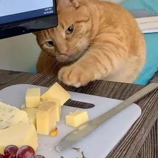 🌟 cat, cheese, knife, grapes, orange cat, pet telegram sticker
