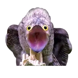 😲 chim, potto, cú muỗi, động vật, động vật hoang dã, sinh vật, chim cú muỗi telegram sticker
