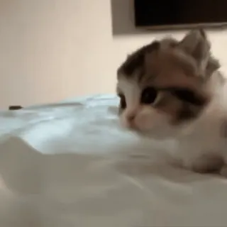 😍 小猫, 猫, 可爱, 动物, 宠物, 小, 家养, 猫科动物 whatsapp sticker