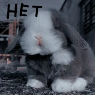 🐰 HET lapin, lapinou, russe, non, animal whatsapp sticker