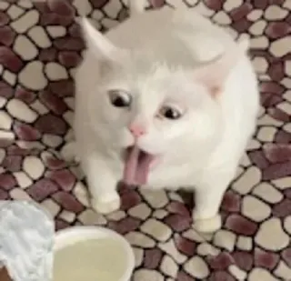 🤮 cat, animal, tongue, funny, meme, white cat telegram sticker