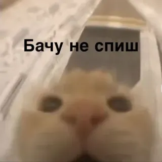 😑 Бачу не спиш kot, zerkanie, sen, mem, zwierzę, słodki, oglądanie telegram sticker