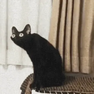 😲 gato, gato negro, animal, mascota, ojos, gracioso, lindo, gato doméstico whatsapp sticker