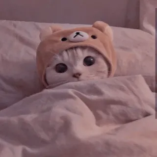 🛌 gato, animal, fofo, aconchegante, cama, animal de estimação, doméstico, chapéu de urso telegram sticker