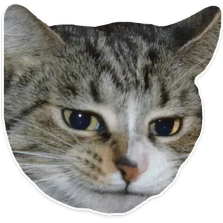 🐱 gato, pegatina, animal, mascota, felino, gato doméstico, gato atigrado, cabeza telegram sticker