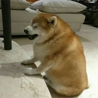 😫 dog, shiba inu, animal, pet, funny telegram sticker