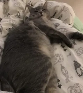 😴 Katze, Haustier, Tier, graue Katze, Hauskatze, ruhende Katze telegram sticker