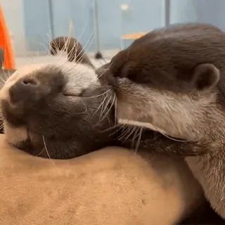 😘 Otter, Tiere, süß, Wildtiere telegram sticker