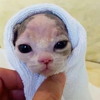 😊 gatto, gattino, sphynx, senza pelo, asciugamano, carino telegram sticker