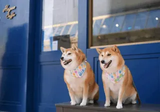 🐕 강아지, 시바견, 동물, 애완동물, 귀여운, 강아지 반다나 whatsapp sticker