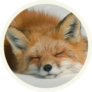 😴 vos, dier, slapen, wilde dieren, schattig telegram sticker