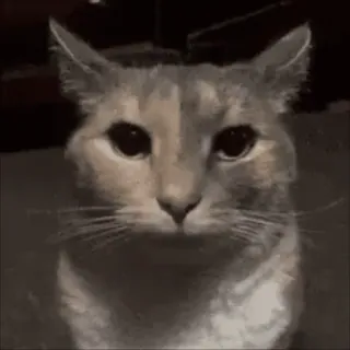 🌟 gatto, animale, animale domestico, carino, felino, gatto domestico, gattino telegram sticker