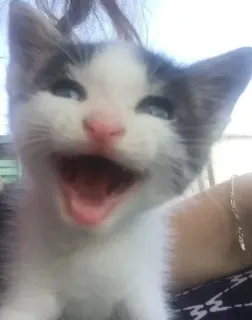 😄 Katze, Kätzchen, süß, Tier, Haustier, Säugetier telegram sticker