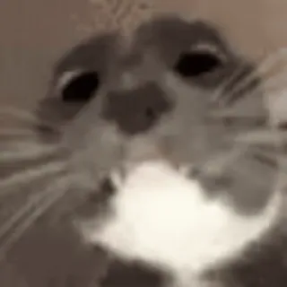 😯 cat whatsapp sticker