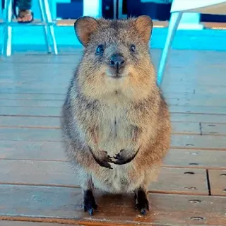 🙂 Quokka, zwierzę, torbacz, słodki, uśmiechnięty, Australia, ssak, dzika przyroda telegram sticker