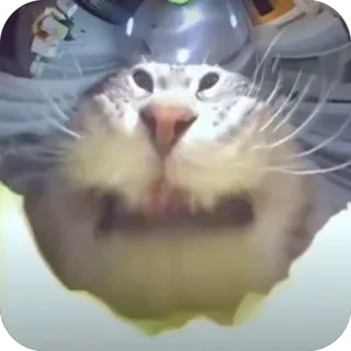 🫥 cat, animal, pet, cute whatsapp sticker